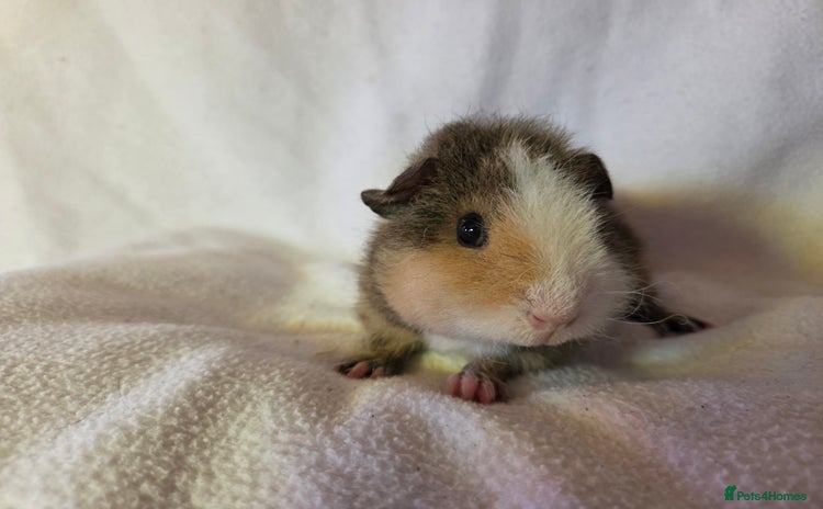 Guinea Pig rodents - Advert 7