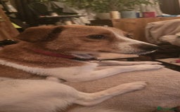 Mixed Breed dogs for adoption: Apricot  - Image 9