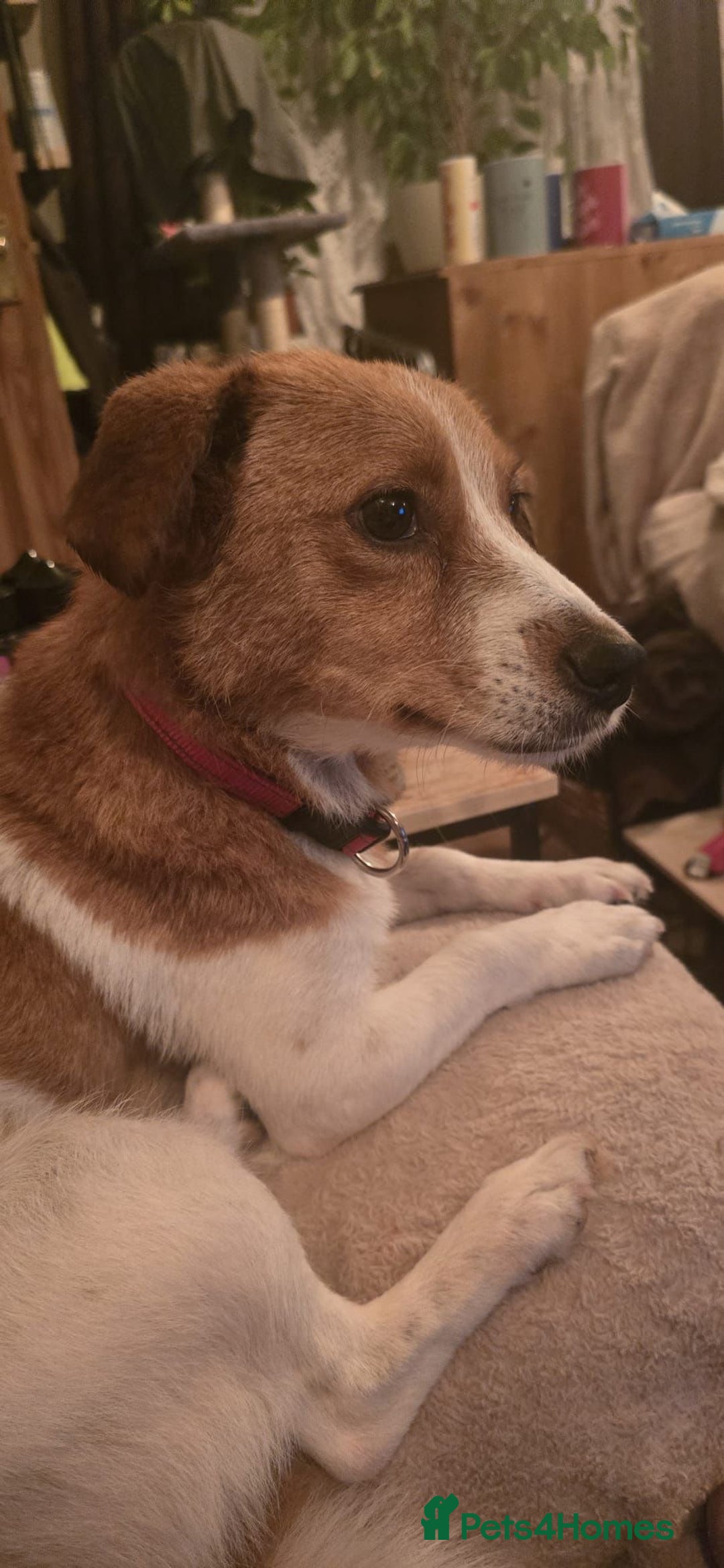 Mixed Breed dogs for adoption: Apricot  - Image 9