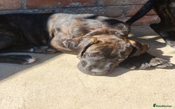 Cane Corso dogs for sale: Italian cane corso puppies  - Image 14
