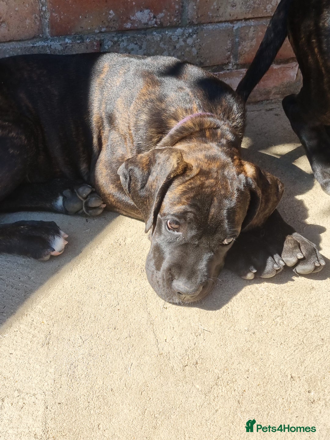 Cane Corso dogs for sale: Italian cane corso puppies  - Image 14