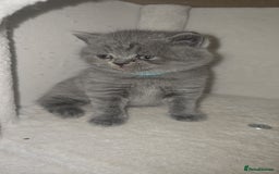British Shorthair cats for sale: First Litter British Shorthair Pedigree Breed Blue - Image 14