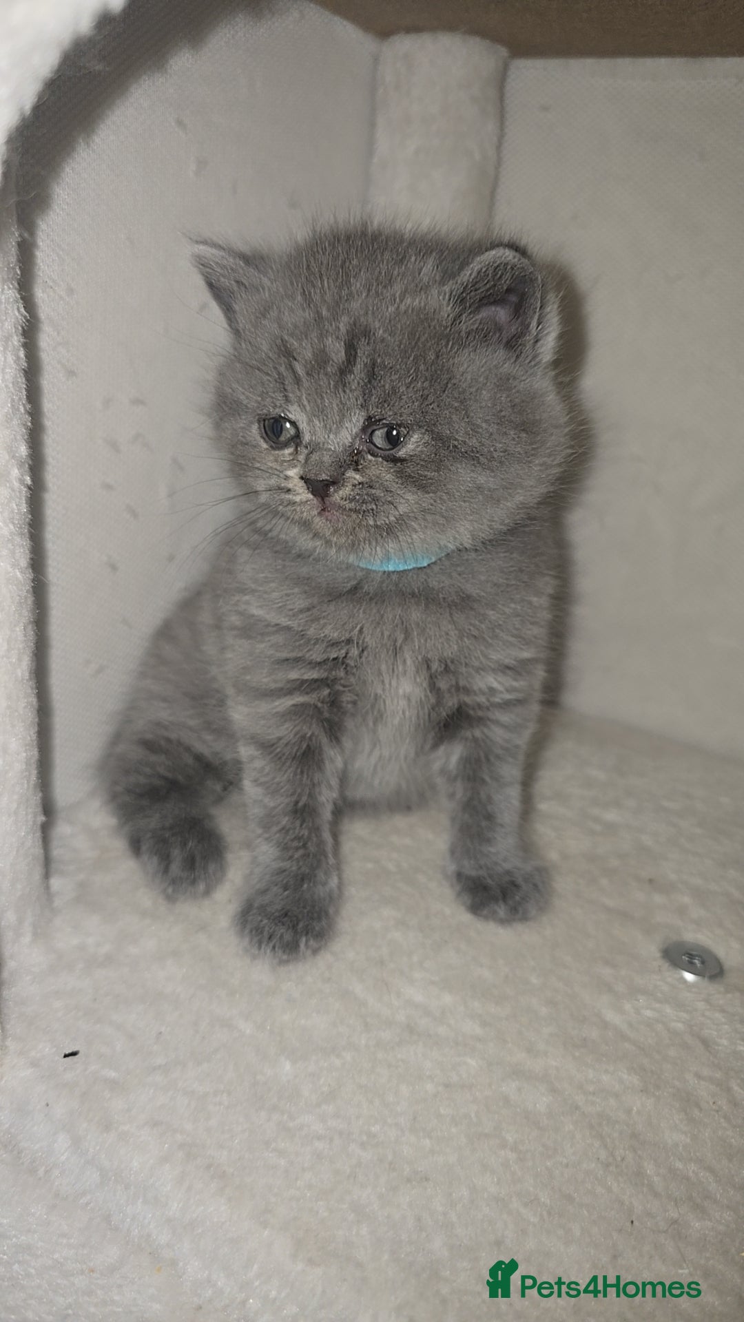 British Shorthair cats for sale: First Litter British Shorthair Pedigree Breed Blue - Image 14
