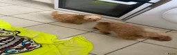 Toy Poodle dogs for sale: Toy poodle puppy  - Advert 9