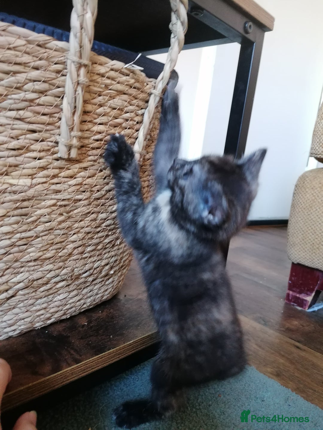 Domestic Shorthair cats for sale: Stunning kittens for sale  - Image 33