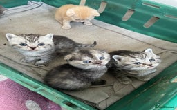 Scottish Fold cats for sale: Pedigree Scottish fold kittens for sale - Image 13