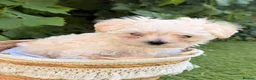 Maltese dogs for sale: 🐾 **Adorable Maltese Puppies for Sale!** 🐾 - Advert 3