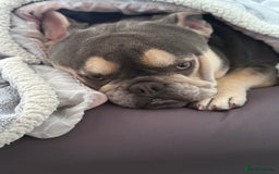 French Bulldog dogs for sale: Beautiful French bulldog boy 1 year old - Image 6