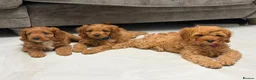Cavapoo dogs for sale: 5⭐️licensed Breeder, outstanding F1 cavapoo’s  - Advert 14