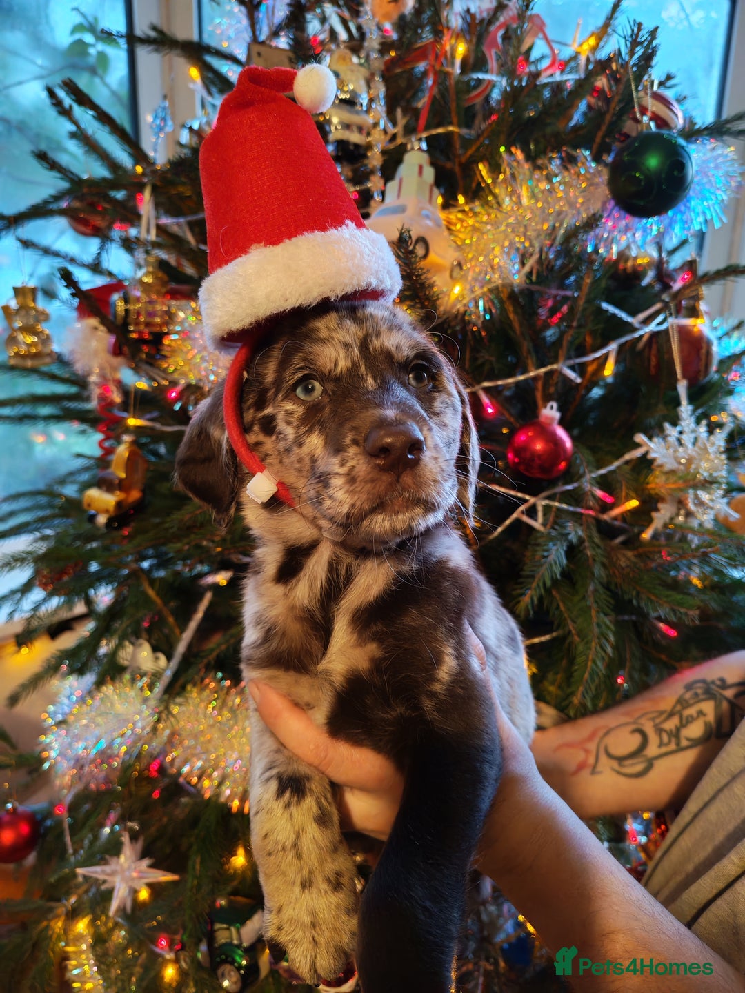 Labradoodle dogs for sale: Beautiful labradoodle puppies for sale  - Advert 15