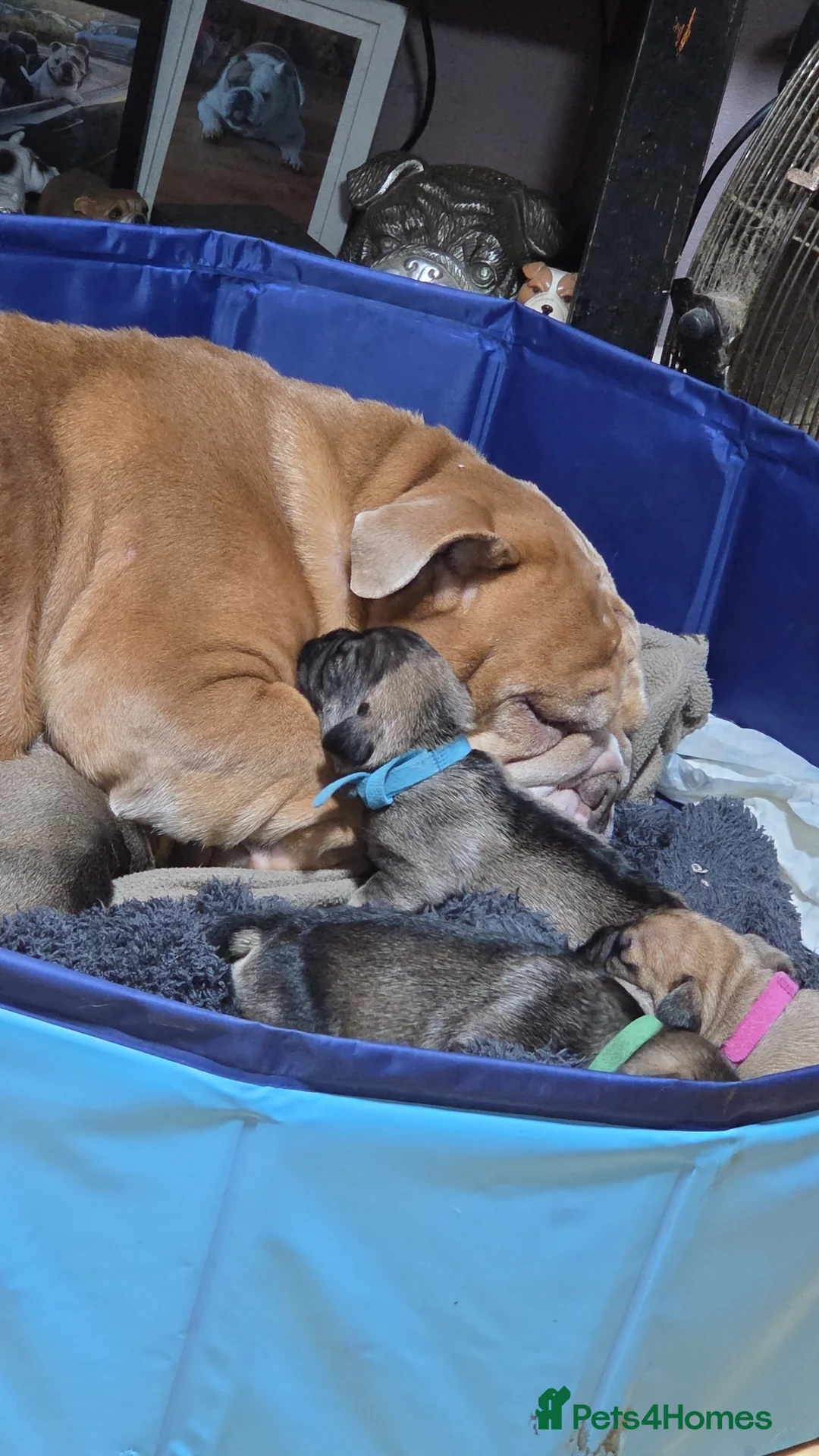 Mixed Breed dogs for sale: Bulldog x minture schnauzer  - Advert 2