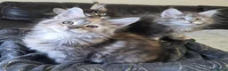 Maine Coon cats for sale: Stunning TICA registered girls - Advert 5