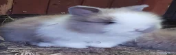 Lionhead rabbits for sale: Gorgeous Pedigree Double Maned Lionhead Bunnies - Advert 1