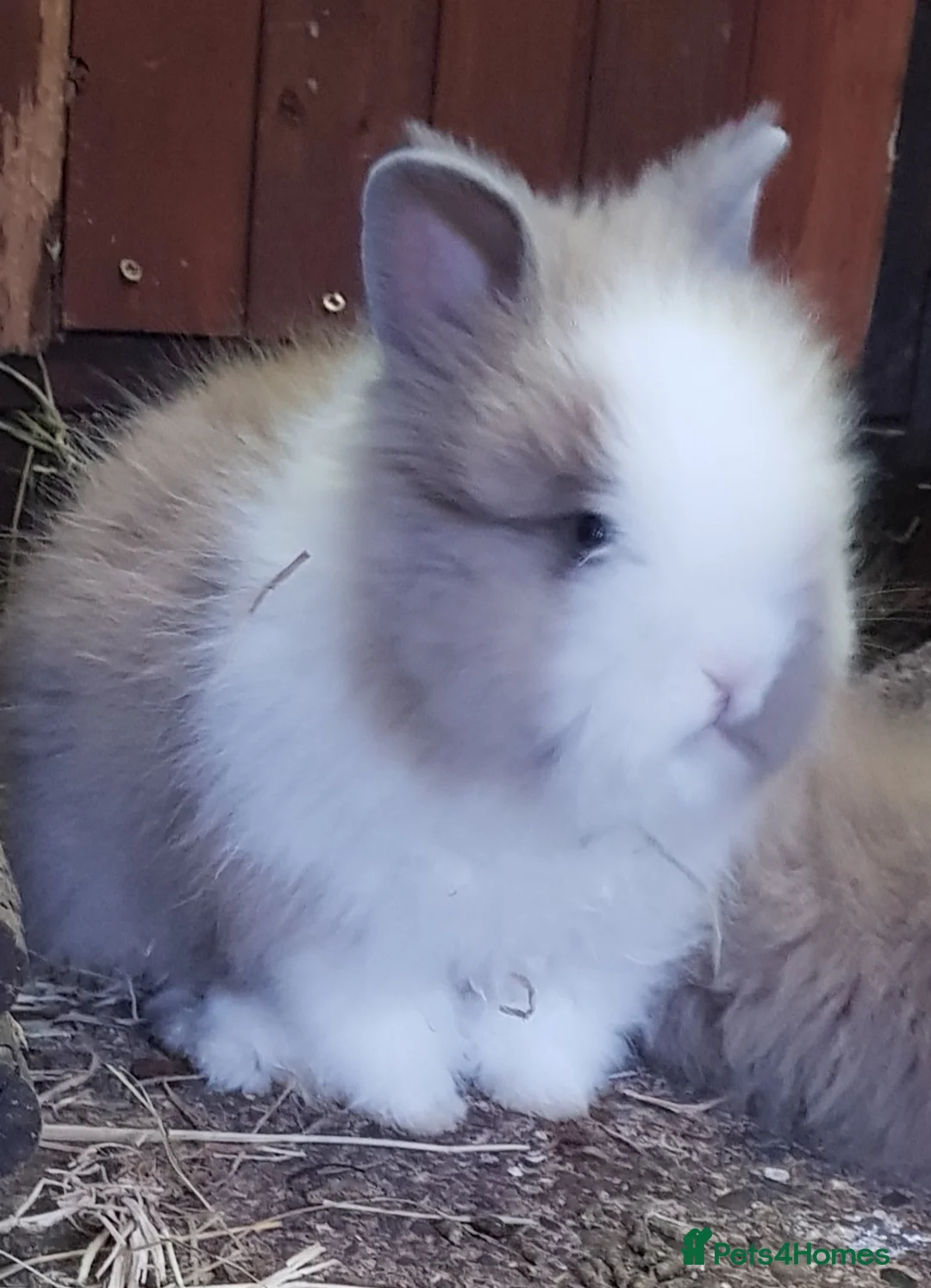 Lionhead rabbits for sale: Gorgeous Pedigree Double Maned Lionhead Bunnies - Advert 1