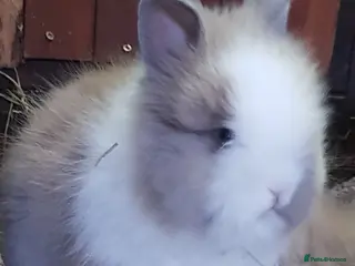Lionhead rabbits Gorgeous Pedigree Double Maned Lionhead Bunnies - Advert 1