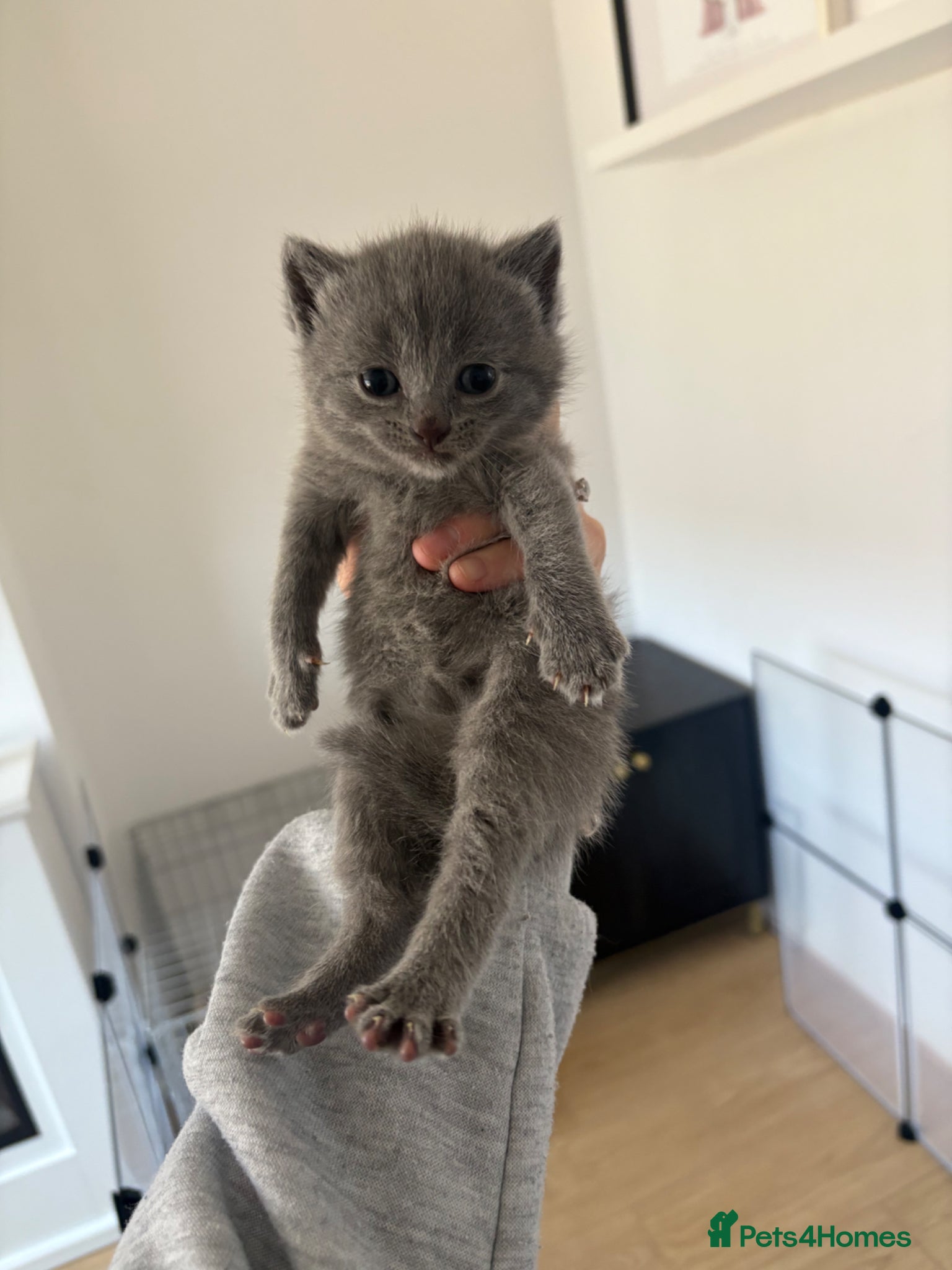 British Shorthair cats British shorthair kittens 🩷💙 - Advert 16
