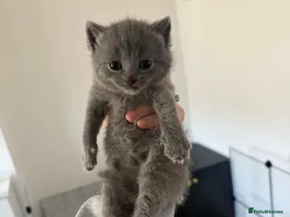 British Shorthair cats British shorthair kittens 🩷💙 - Advert 16