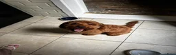 Maltipoo dogs for sale: Rehoming maltipoo puppy  in Hebburn - Advert 5