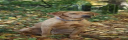 Labrador Retriever dogs for sale: Red Fox Labradors looking for forever home 🤎 - Advert 2