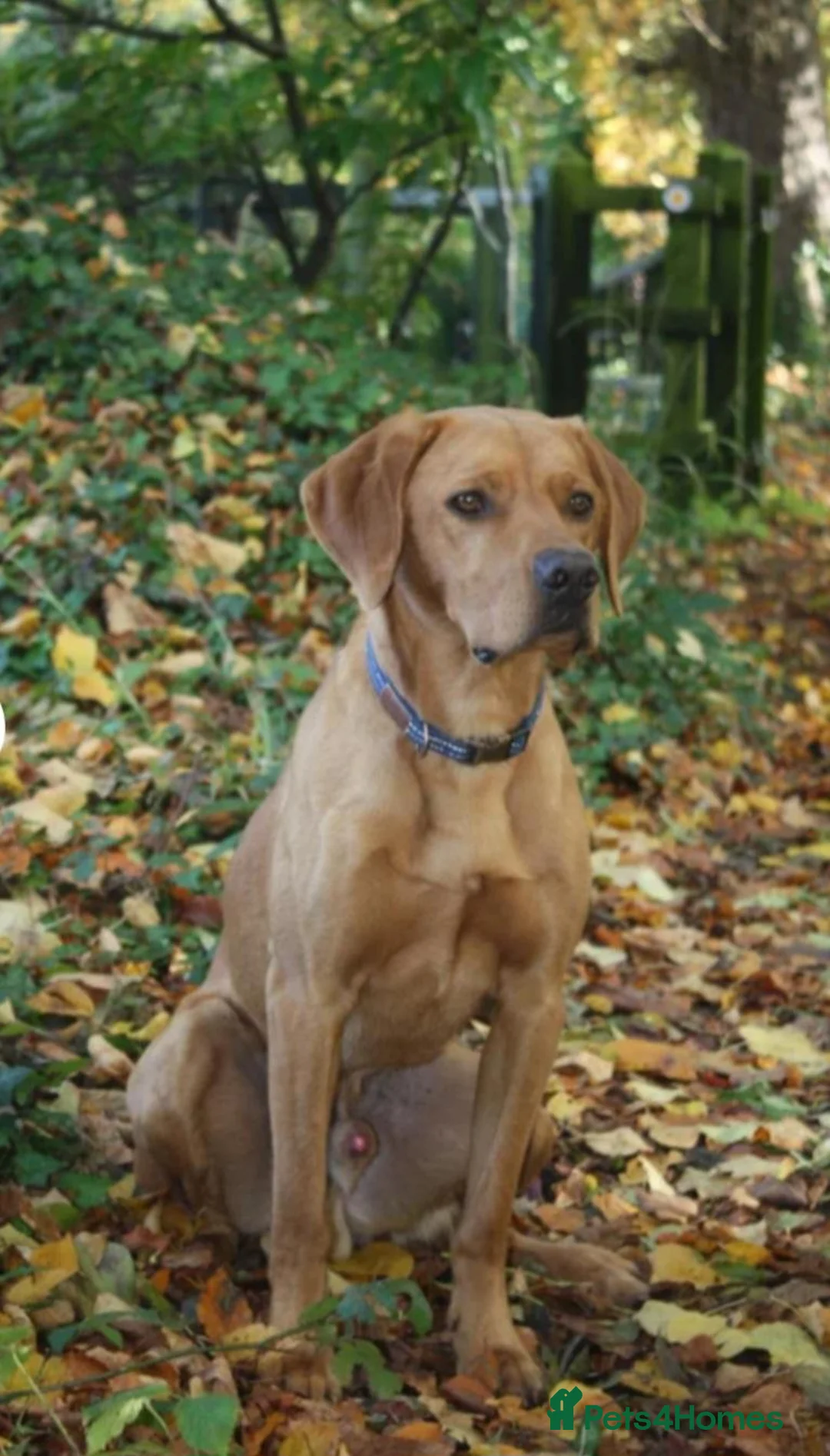 Labrador Retriever dogs for sale: Red Fox Labradors looking for forever home 🤎 - Advert 2