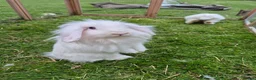 Mini Lion Lop rabbits for sale: Pair of beautiful pure white brothers in East Grinstead - Advert 5