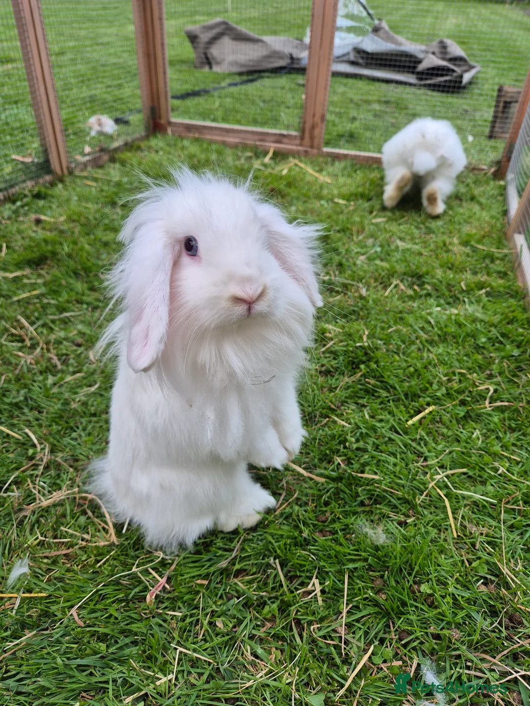 Mini Lion Lop rabbits for sale: Pair of beautiful pure white brothers in East Grinstead - Advert 5