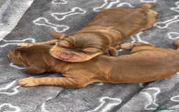 Cocker Spaniel dogs for sale: Show cocker spanials - Image 3