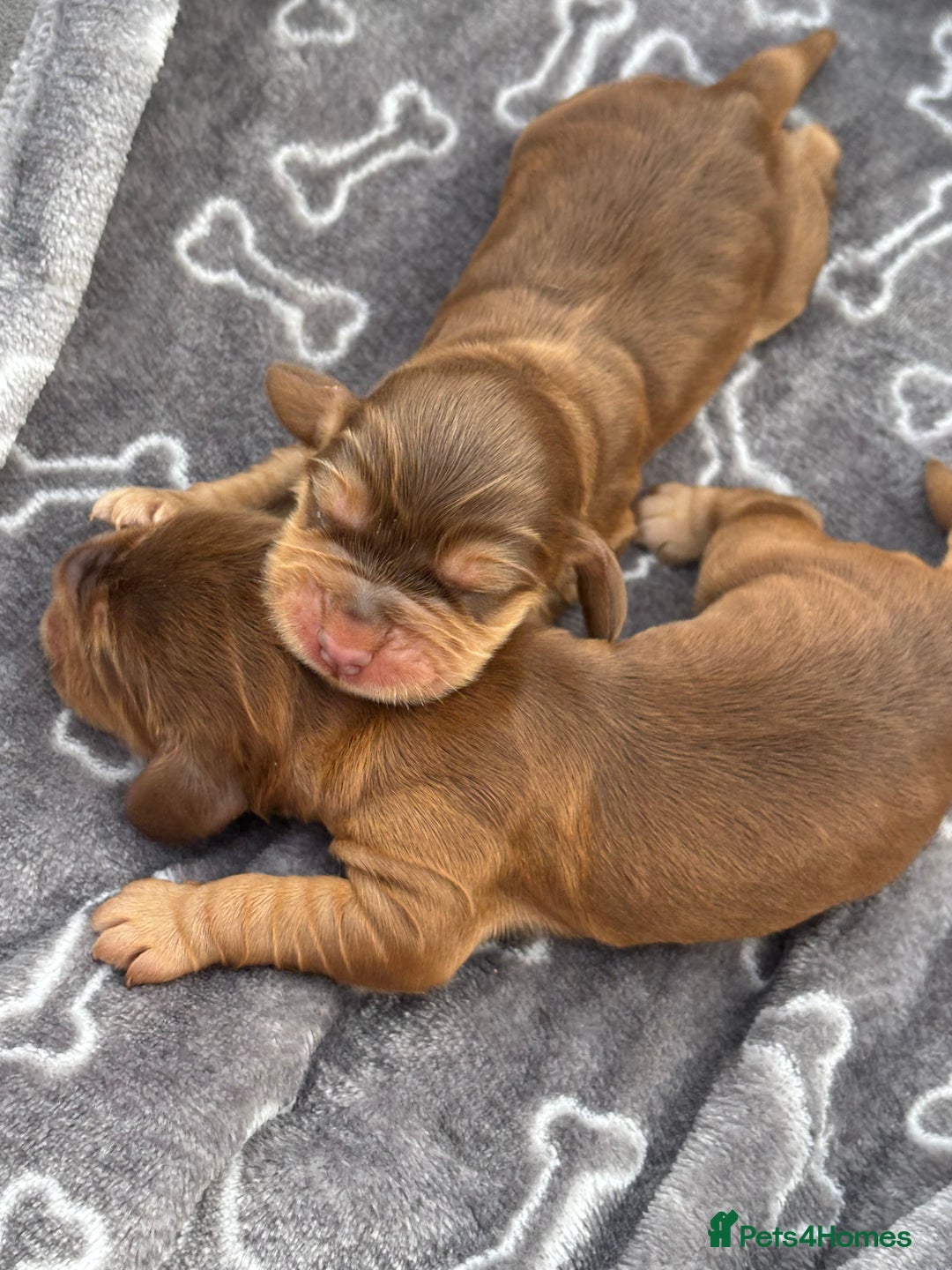 Cocker Spaniel dogs for sale: Show cocker spanials - Image 3