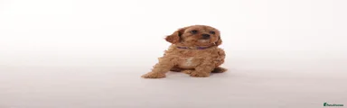 Cavapoo 4