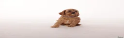 Cavapoo dogs for sale: Beautiful litter of f2 Cavapoo puppies  in Northwich - Advert 6