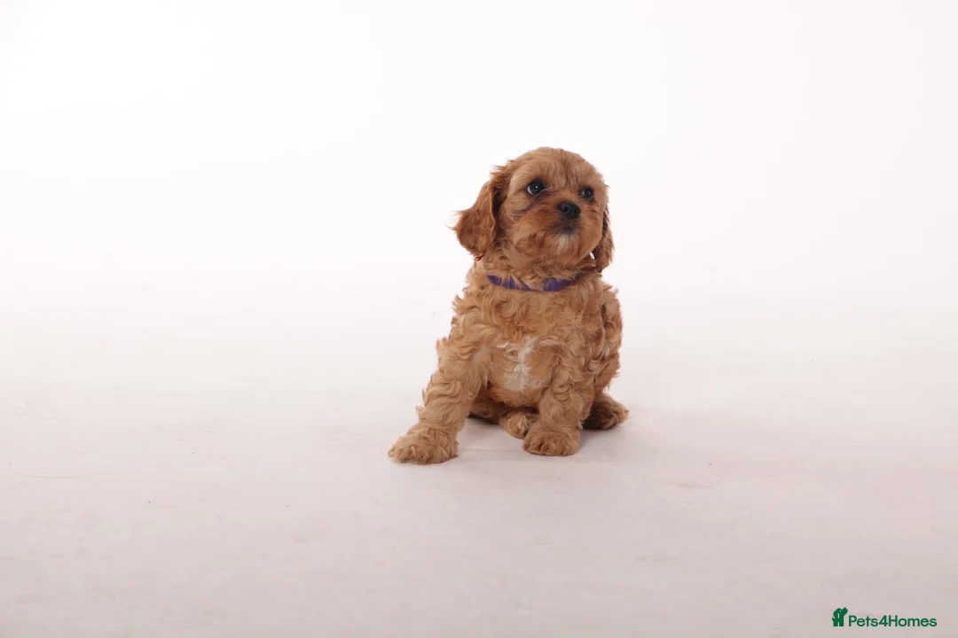 Cavapoo dogs for sale: Beautiful litter of f2 Cavapoo puppies  in Northwich - Advert 6