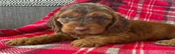 Cockapoo dogs for sale: F1 MINIATURE SHOW TYPE COCKAPOO PUPPIES  - Advert 4