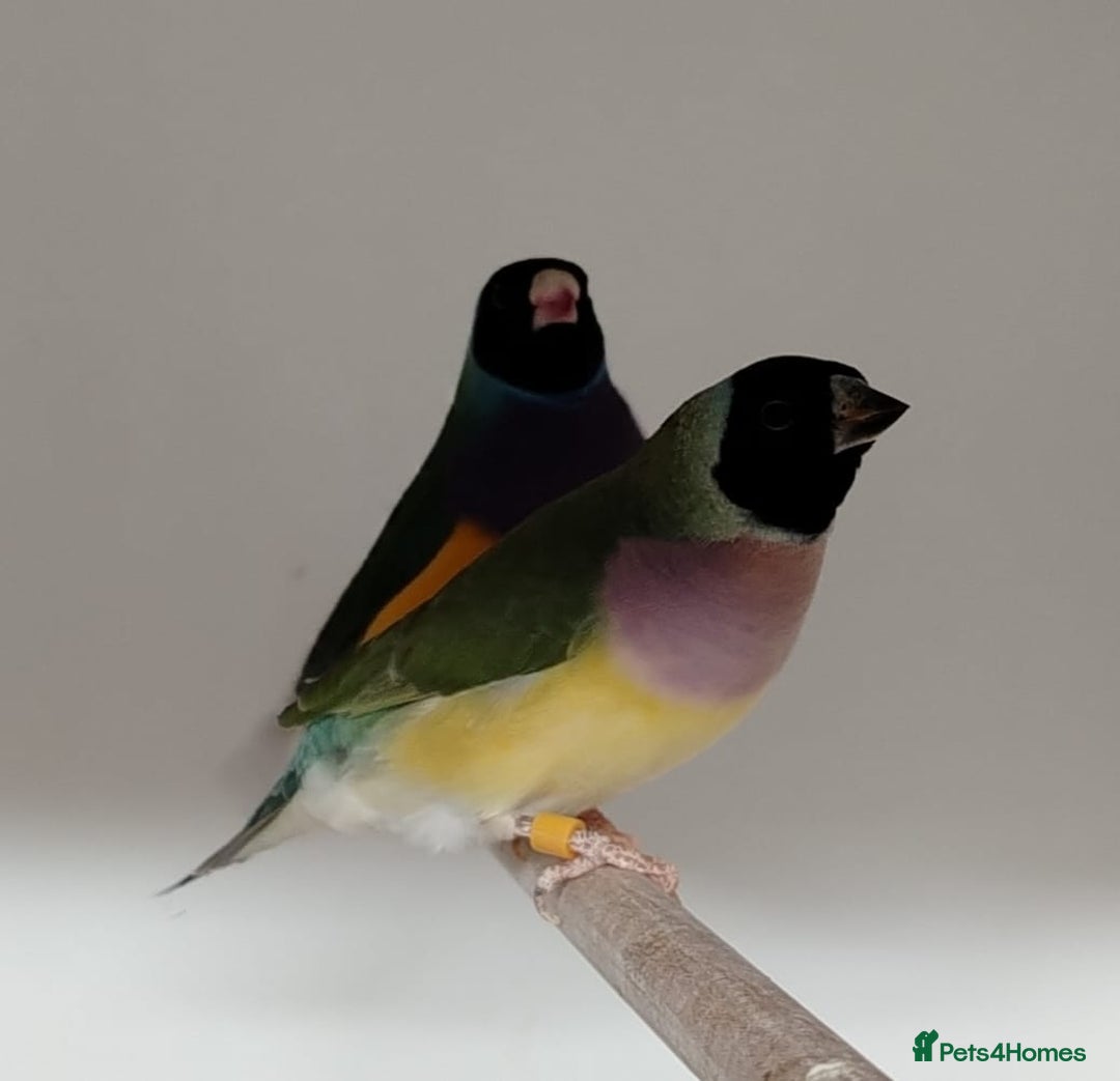 Finches birds for sale: Colourful Gouldian Finches!!! - Advert 6