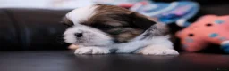 Shih Tzu dogs for sale: 3 Beautiful shih tzu puppies  in Newport - Advert 10