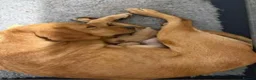 Labrador Retriever dogs for sale: Fox Red Labradors Available - Advert 5