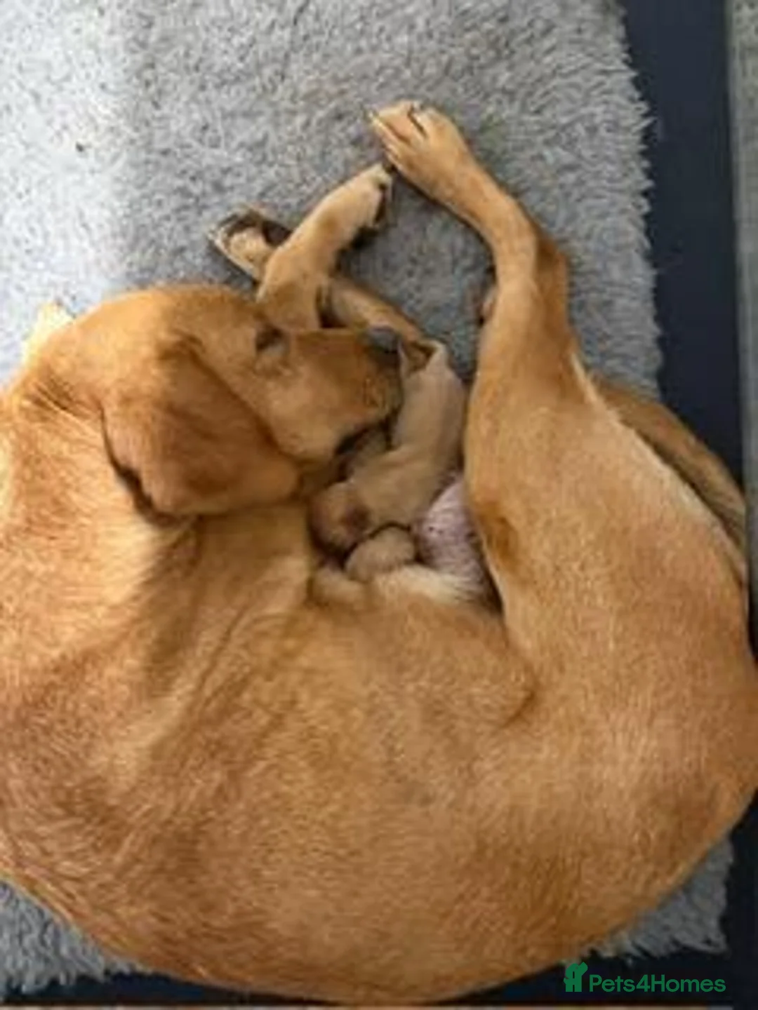 Labrador Retriever dogs for sale: Fox Red Labradors Available - Advert 5