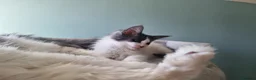 Maine Coon cats for sale: Maine Coon kittens  in Northampton - Advert 6
