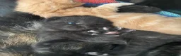 Mixed Breed cats for sale: 3 kittens  - Advert 5