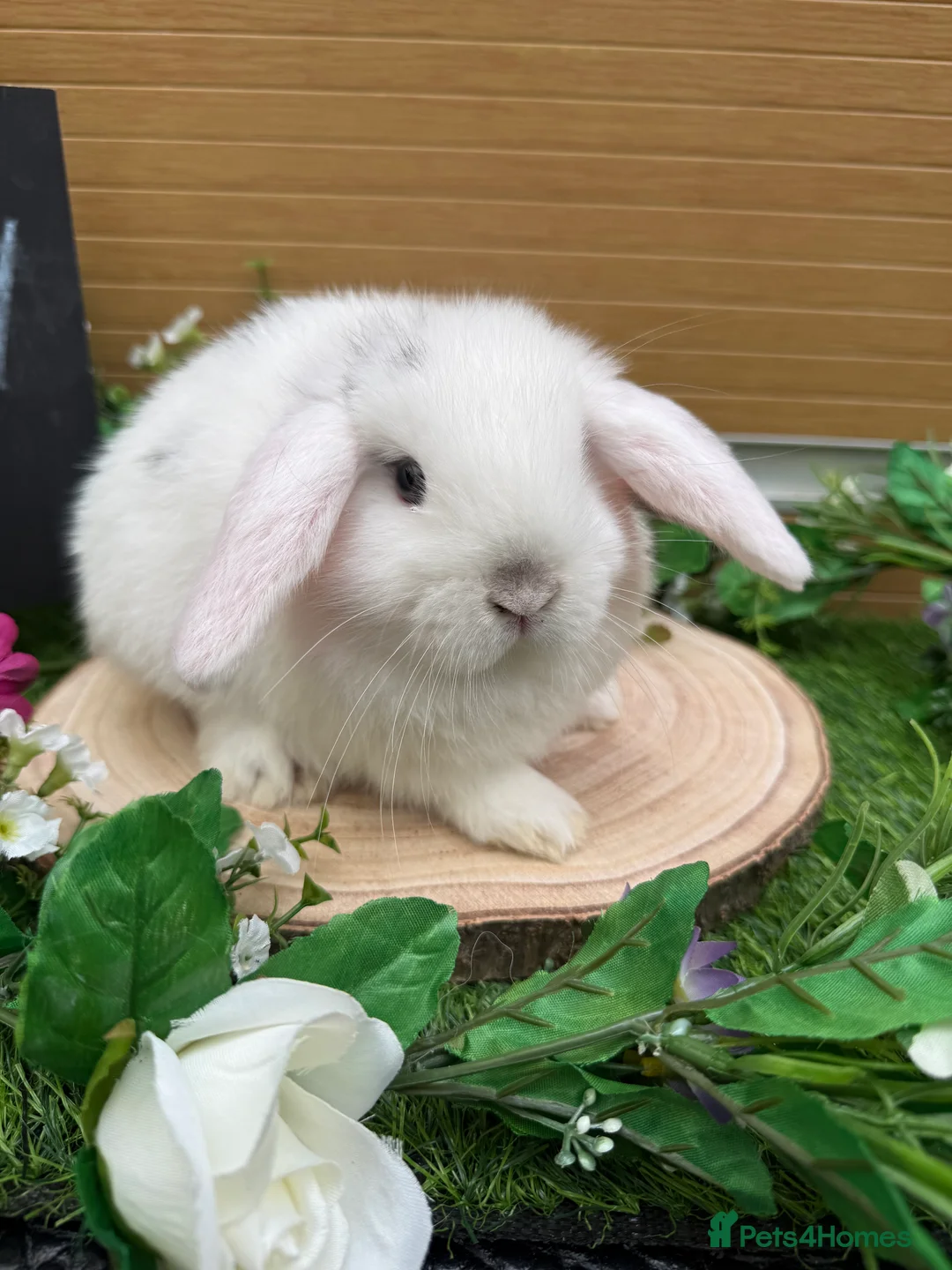 Mini Lop rabbits for sale: X2 gorgeous mini lops available  - Advert 3