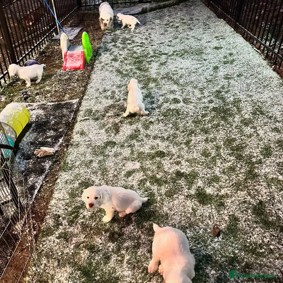 Clumber Spaniel dogs Happy Clumber Spaniel puppies for sale. - Advert 4