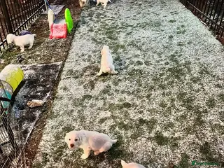 Clumber Spaniel dogs Happy Clumber Spaniel puppies for sale. - Advert 4