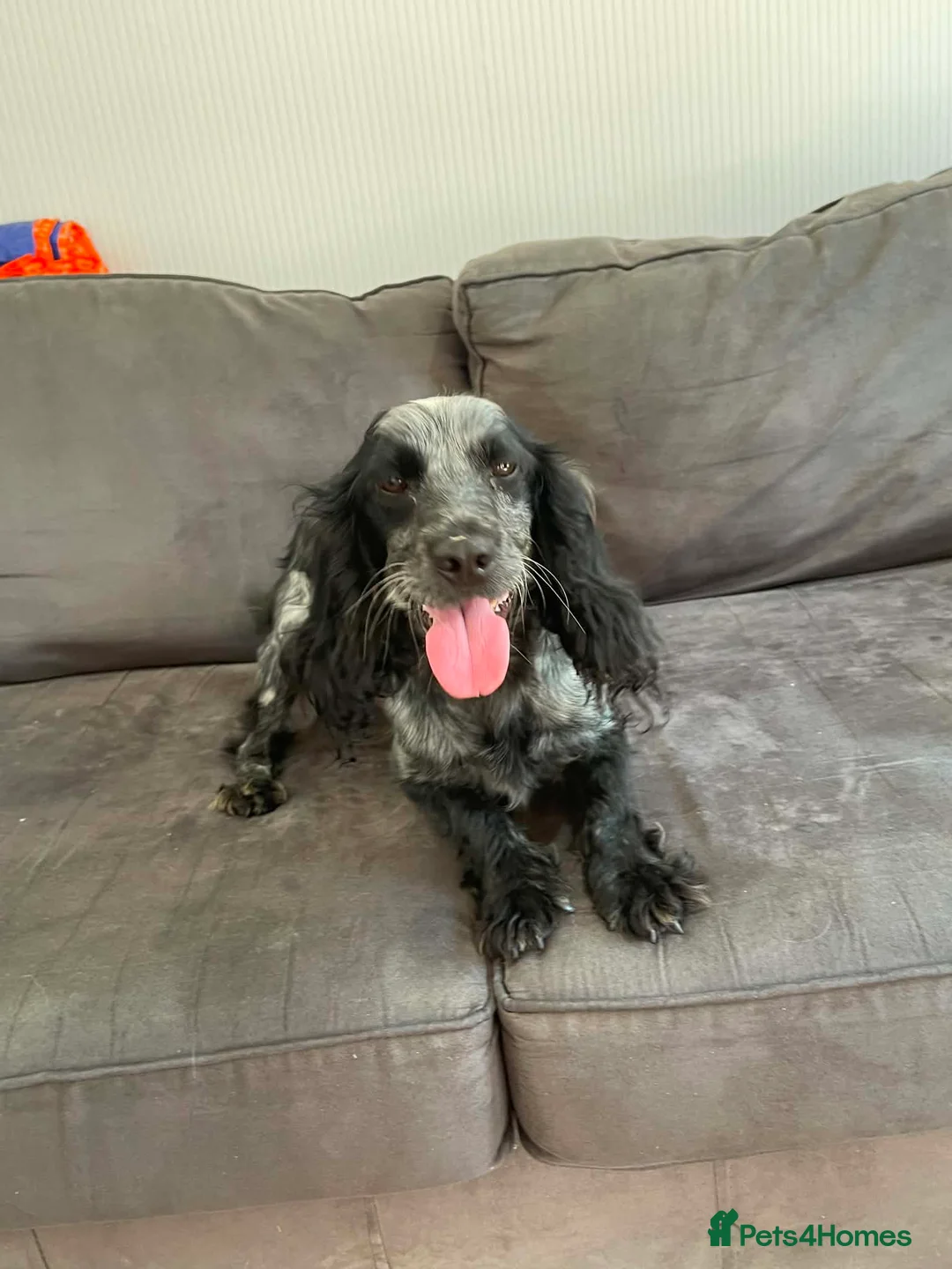 Cockapoo dogs for sale: 7 beautiful cockapoo in Stourport-on-Severn - Advert 1