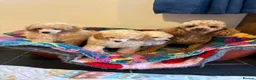 Toy Poodle dogs for sale: ⭐️ Licensed Breeder ⭐️ KC Toy Poodles - Advert 2