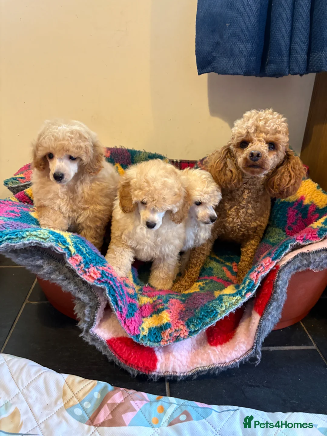 Toy Poodle dogs for sale: ⭐️ Licensed Breeder ⭐️ KC Toy Poodles - Advert 2