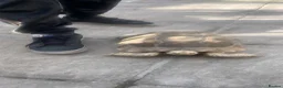 Tortoise reptiles for sale: 5 years old Sulcata for sale  - Advert 2
