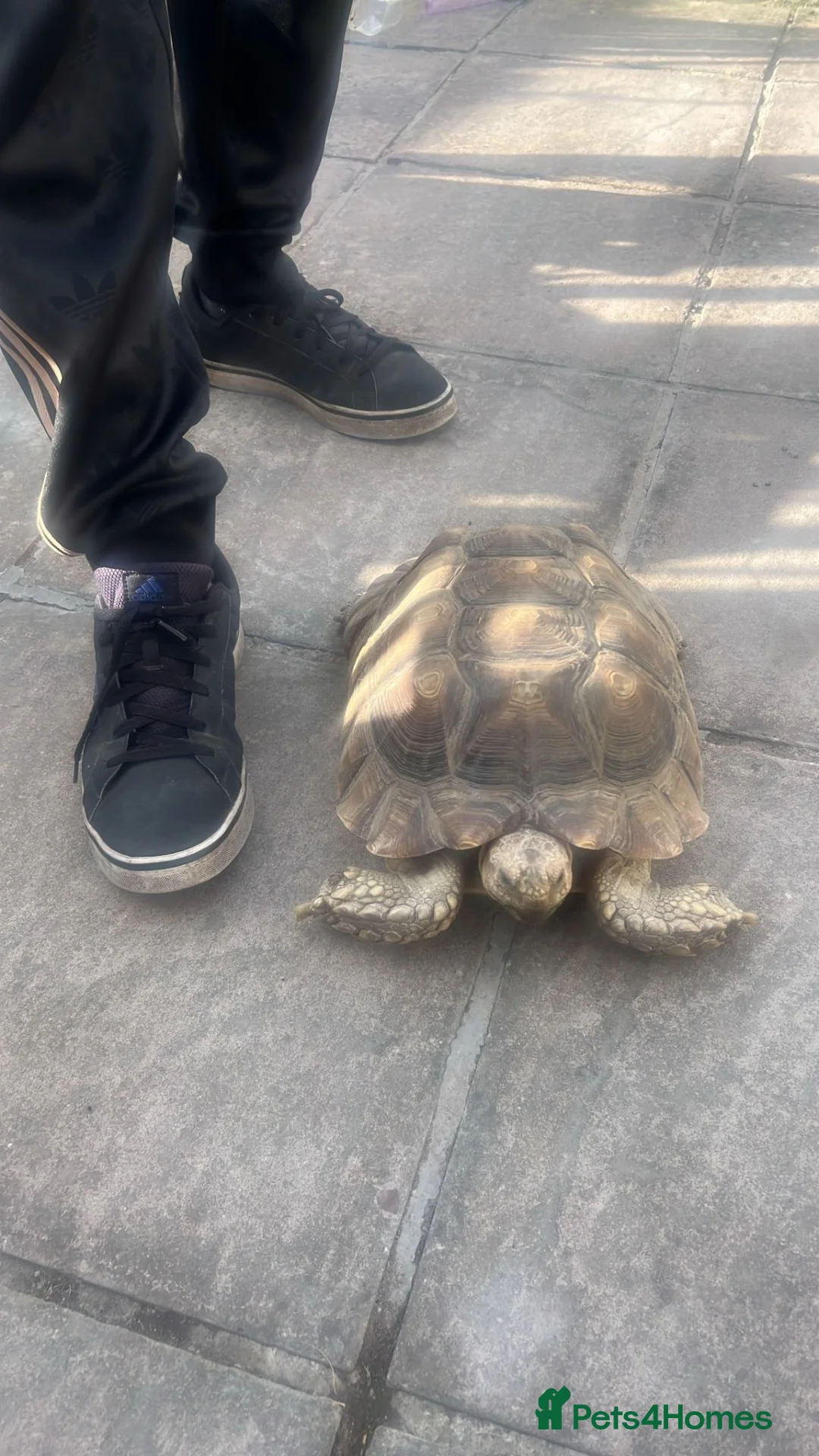 Tortoise reptiles for sale: 5 years old Sulcata for sale  - Advert 2