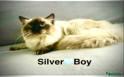 Ragdoll cats for sale: Lovely Ragdoll looking for lovely family - Advert 6