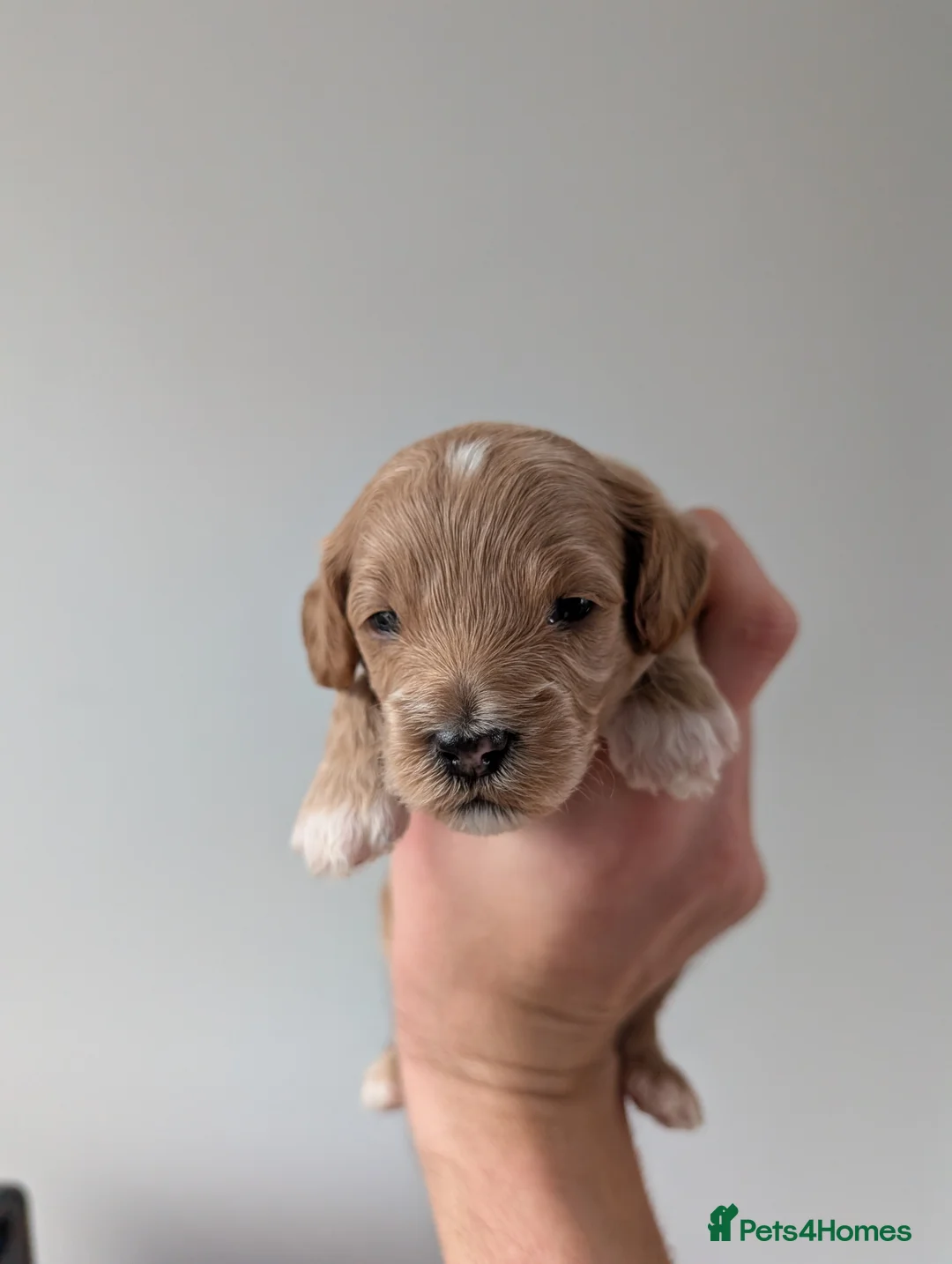 Cavapoo dogs for sale: F1B Cavapoo puppies  - Advert 4