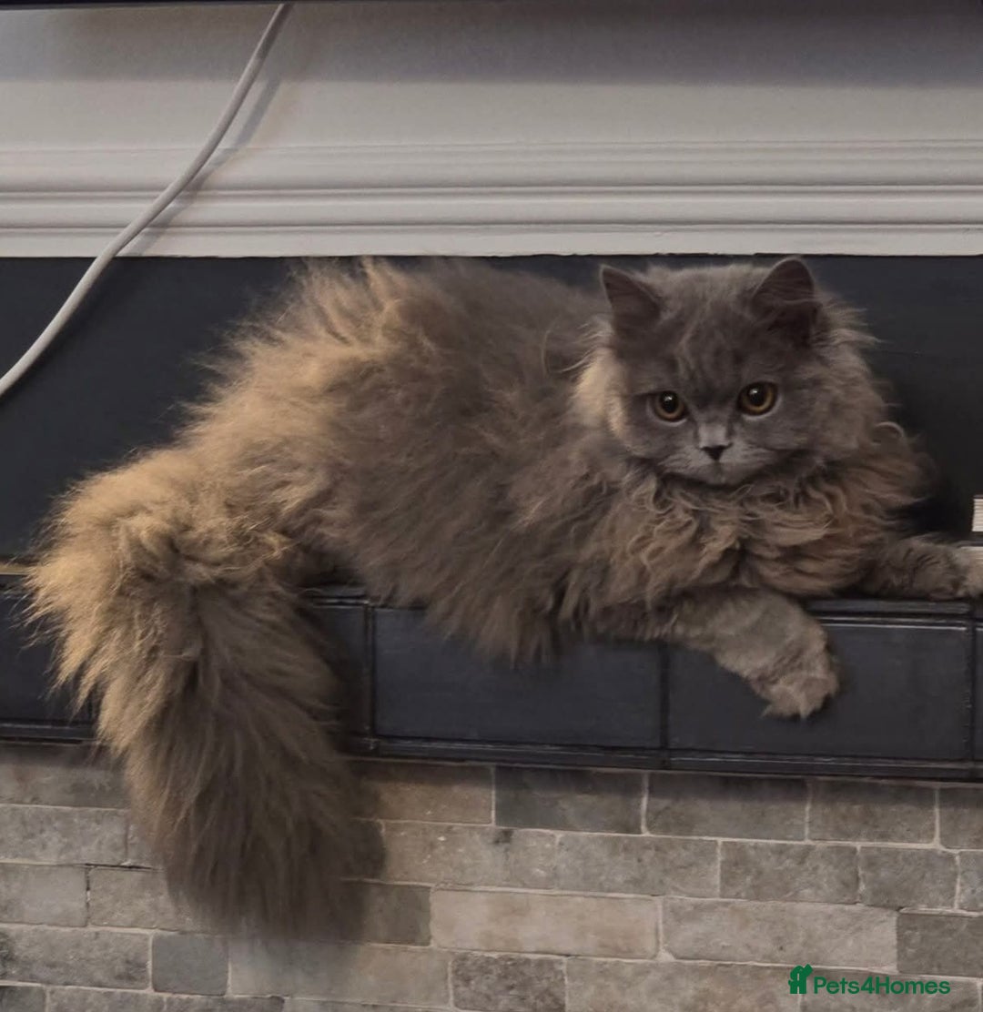 British Longhair cats for sale: Gorgeous Britishlonghair girl, GCCF Registered. - Advert 4