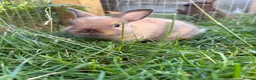 Netherland Dwarf rabbits for sale: Pure netherland dwarf  - Advert 9